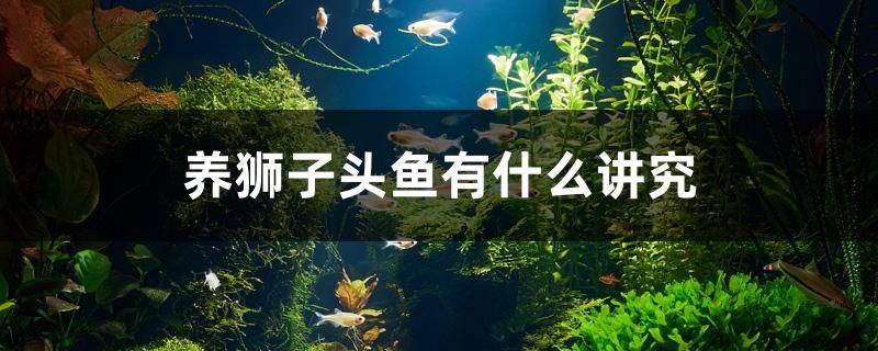 養(yǎng)獅子頭魚(yú)有什么講究 福滿鉆魚(yú)