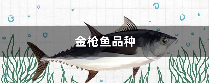 金槍魚品種有多少 魚缸/水族箱