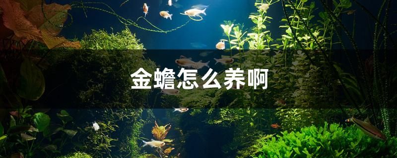 金蟾怎么養(yǎng)啊