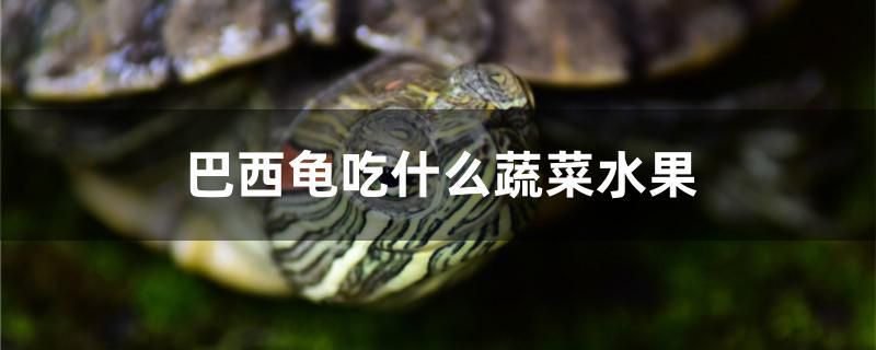 魚缸公司擺放位置風(fēng)水圖片大全（ 公司魚缸擺放位置風(fēng)水禁忌）