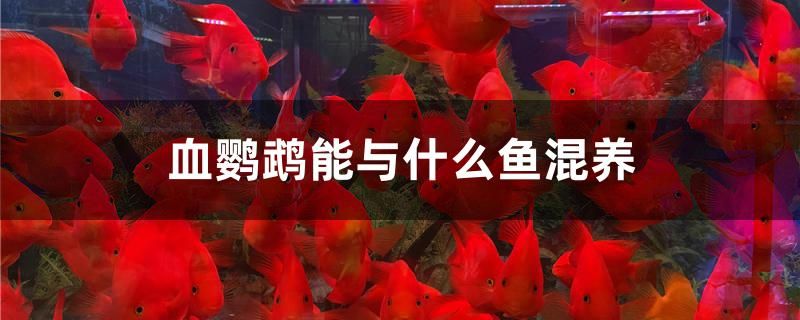 血鸚鵡能與什么魚混養(yǎng) 網(wǎng)上購買觀賞魚