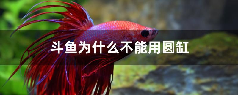 斗魚(yú)為什么不能用圓缸