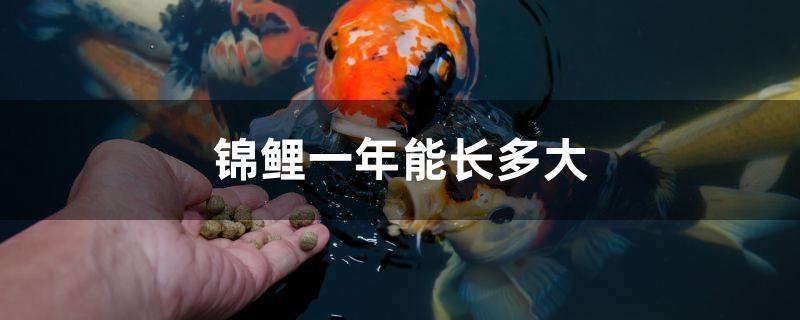 山西太原金龍魚有限公司官網(wǎng)地址查詢（辦公椅后面 擺放沙發(fā)好嗎有什么講究） 水族世界 第1張