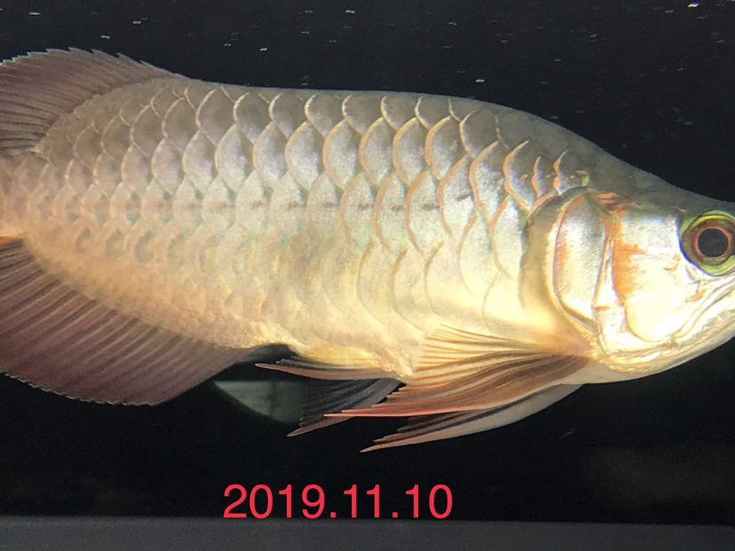 海豚有毒嗎可以摸嗎 ?；?異型虎魚/純色虎魚 第3張