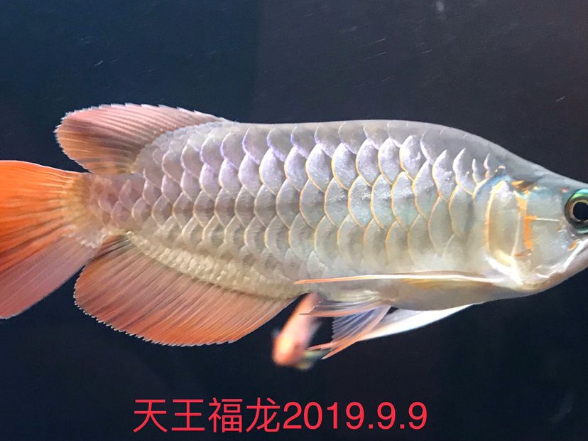 海豚有毒嗎可以摸嗎 ?；?異型虎魚/純色虎魚 第2張