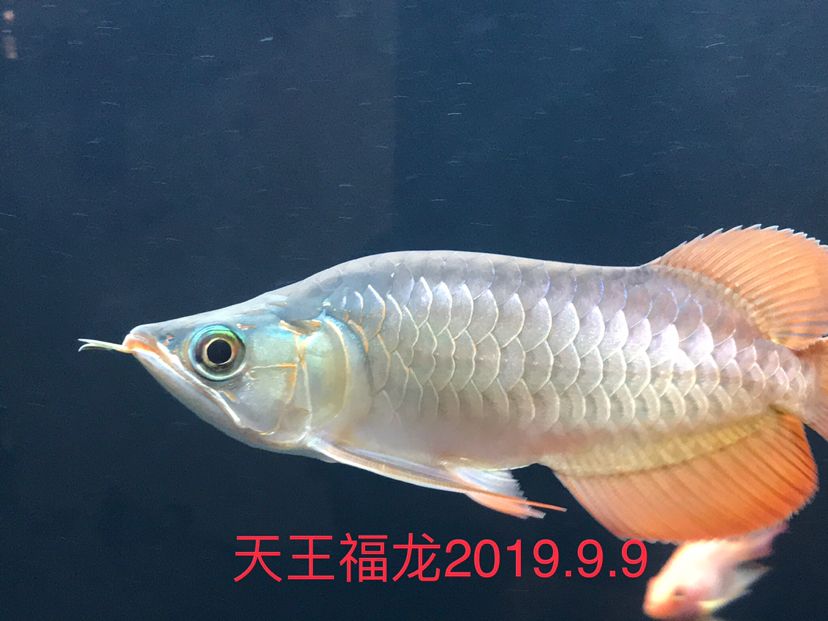 海豚有毒嗎可以摸嗎 ?；?異型虎魚/純色虎魚 第5張