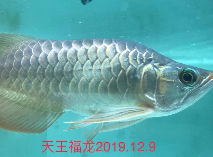 海豚有毒嗎可以摸嗎 福虎/異型虎魚/純色虎魚 第4張