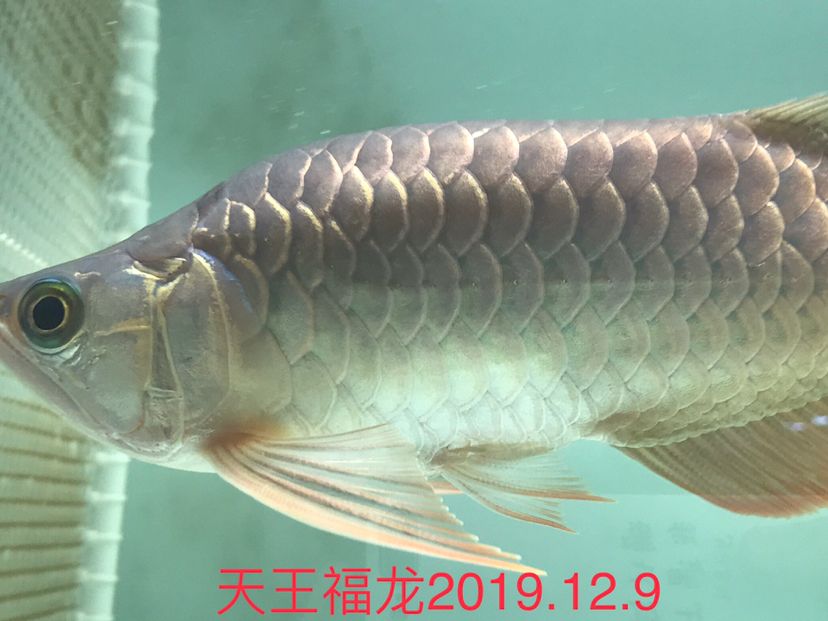 海豚有毒嗎可以摸嗎 ?；?異型虎魚/純色虎魚 第7張