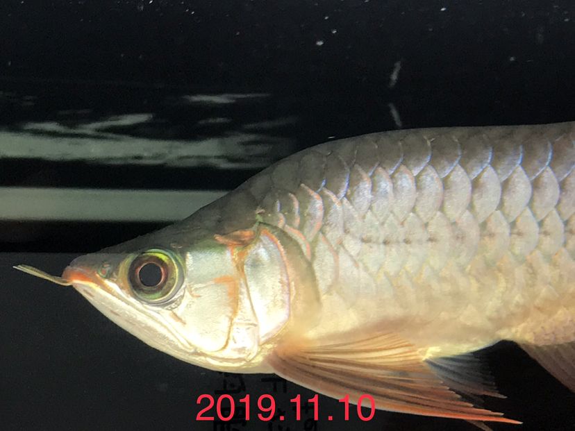 海豚有毒嗎可以摸嗎 ?；?異型虎魚/純色虎魚 第6張