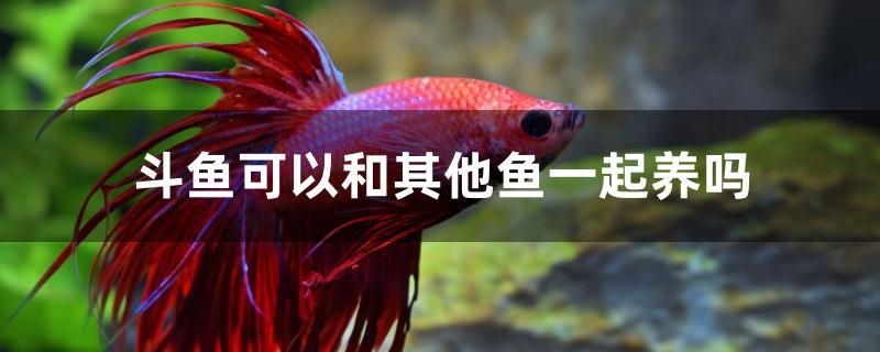 斗魚(yú)可以和其他魚(yú)一起養(yǎng)嗎