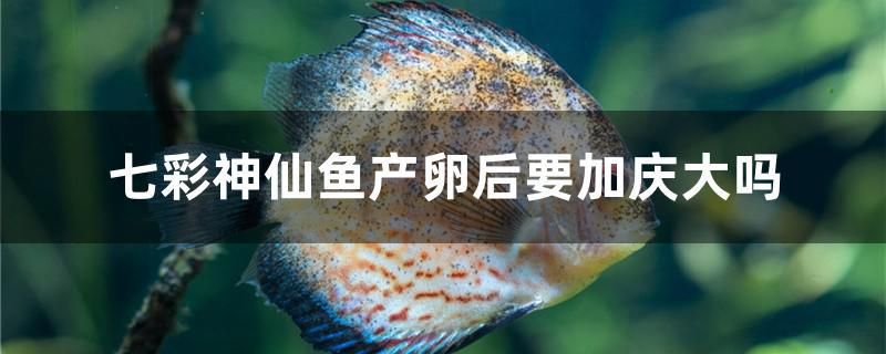 七彩神仙魚產(chǎn)卵后要加慶大嗎 紅龍魚魚糧飼料