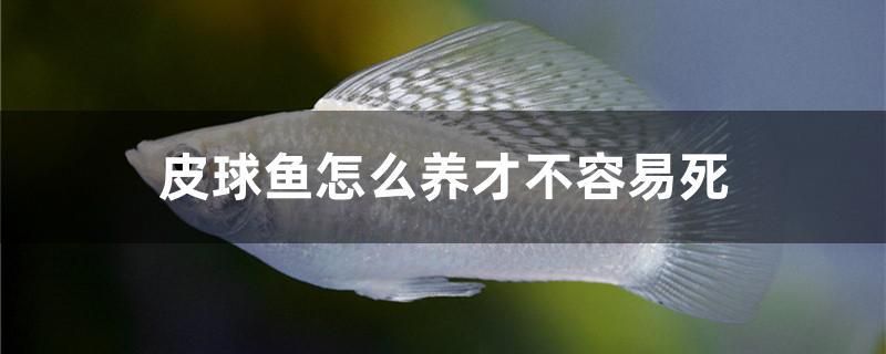 皮球魚怎么養(yǎng)才不容易死