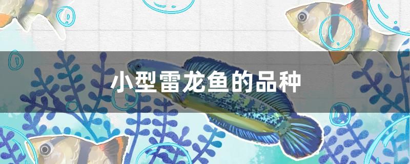 小型雷龍魚的品種有多少