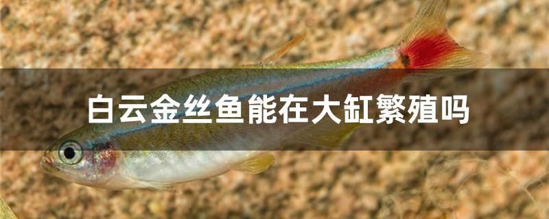 白云金絲魚能在大缸繁殖嗎 水族展會(huì)