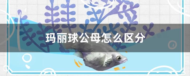 半圓柱形魚缸適合養(yǎng)什么魚呢（半圓柱魚缸過濾系統(tǒng)圖） 孵化器