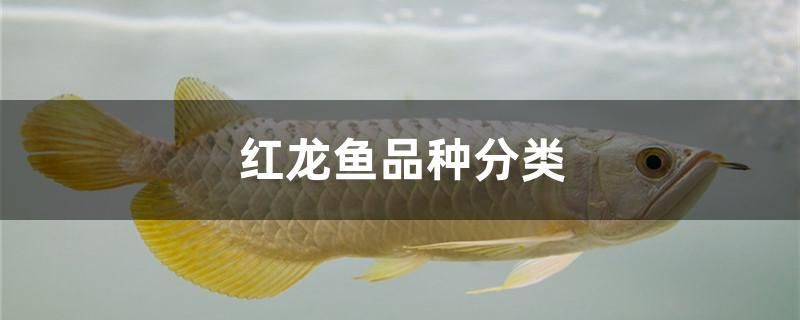 紅龍魚品種分類 廣州水族器材濾材批發(fā)市場(chǎng)