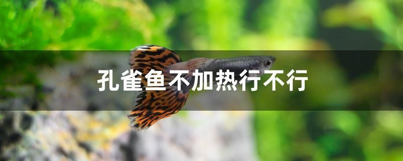 孔雀魚不加熱行不行 祥龍水族醫(yī)院