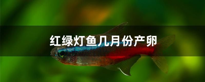 紅綠燈魚幾月份產(chǎn)卵 過(guò)背金龍魚