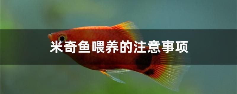 米奇魚喂養(yǎng)的注意事項 圣菲埃及魚