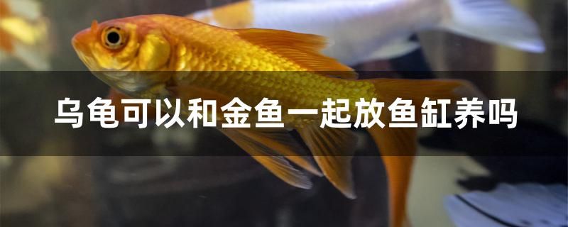 烏龜可以和金魚一起放魚缸養(yǎng)嗎 定時(shí)器/自控系統(tǒng)