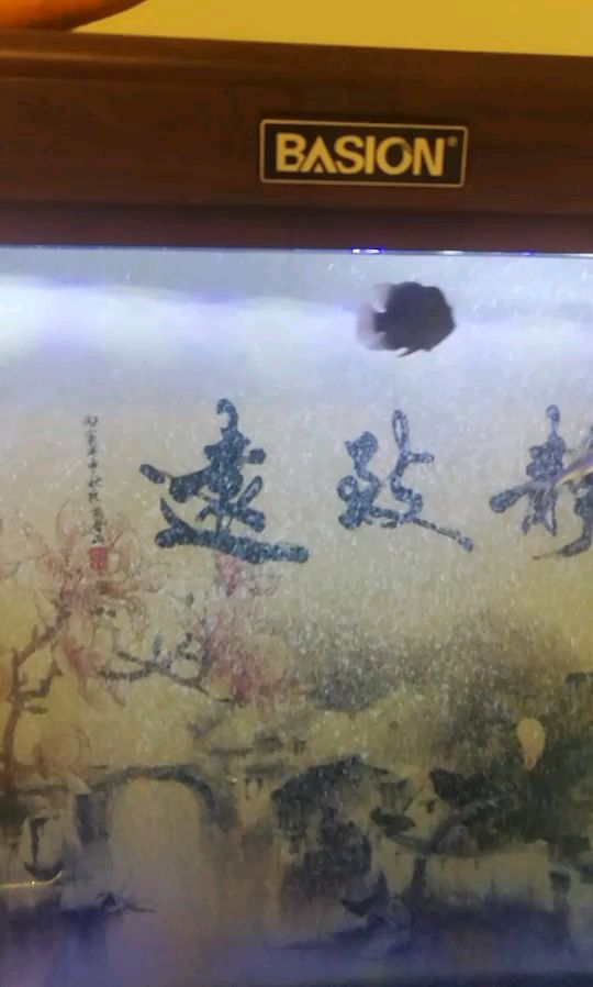 求大神們，這羅漢能發(fā)展不，和白鯊混養(yǎng)可以不 觀賞魚論壇 第1張