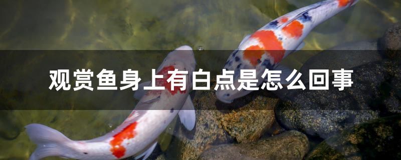 觀賞魚身上有白點是怎么回事