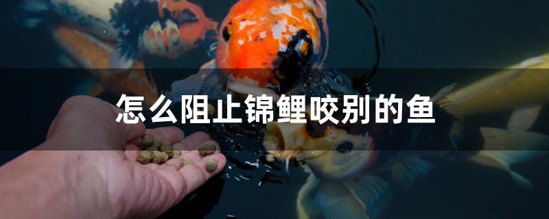 怎么阻止錦鯉咬別的魚 三間鼠魚苗