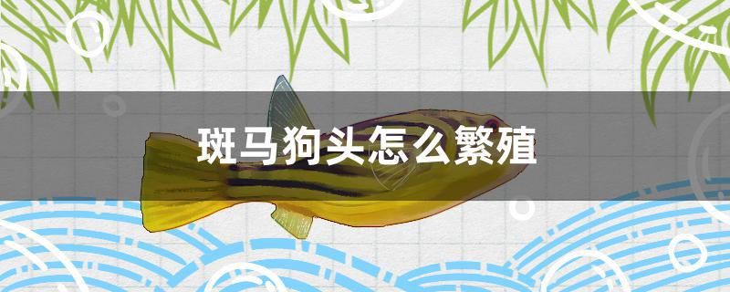 斑馬狗頭怎么繁殖 斑馬鴨嘴魚苗