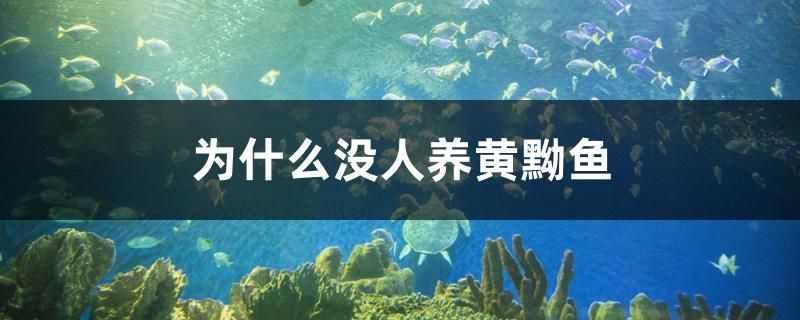 為什么沒人養(yǎng)黃黝魚 一眉道人魚苗