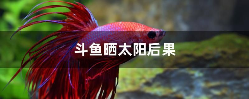 斗魚(yú)曬太陽(yáng)后果