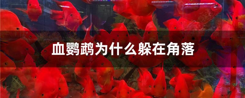 血鸚鵡為什么躲在角落 祥龍藍(lán)珀金龍魚