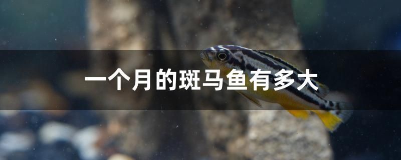 一個月的斑馬魚有多大 海水魚