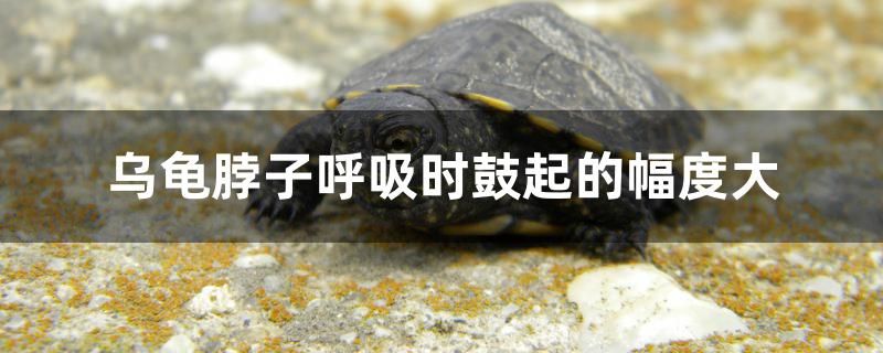 烏龜脖子呼吸時(shí)鼓起的幅大正常嗎 稀有金龍魚(yú)