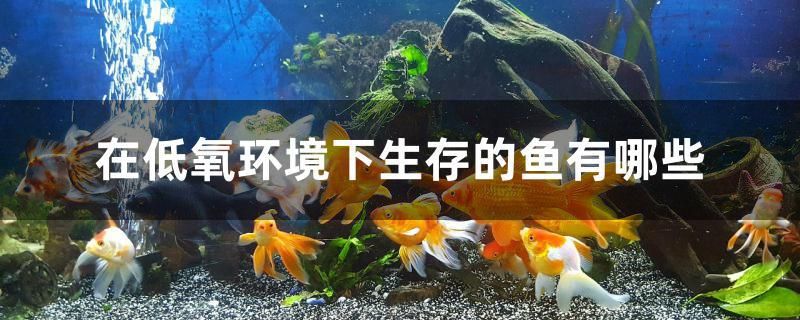 在低氧環(huán)境下生存的魚有哪些