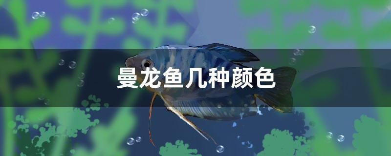 曼龍魚幾種顏色 青龍魚