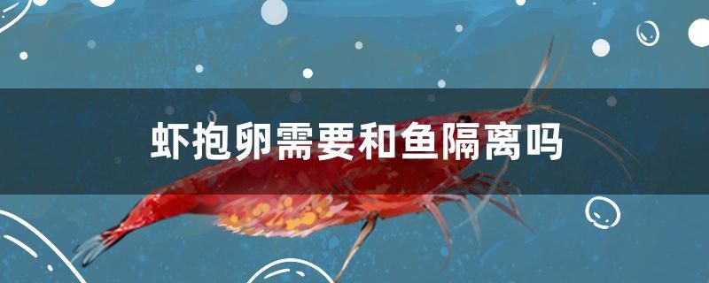 蝦抱卵需要和魚隔離嗎 薩伊藍(lán)魚