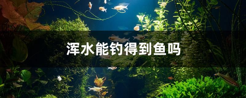 渾水能釣得到魚嗎