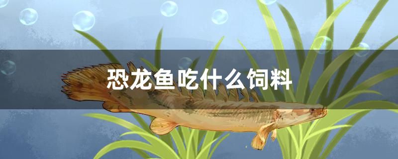 恐龍魚吃什么飼料 水族燈（魚缸燈）