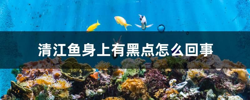 清江魚(yú)身上有黑點(diǎn)怎么回事