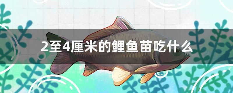 2至4厘米的鯉魚苗吃什么 粗線銀版魚