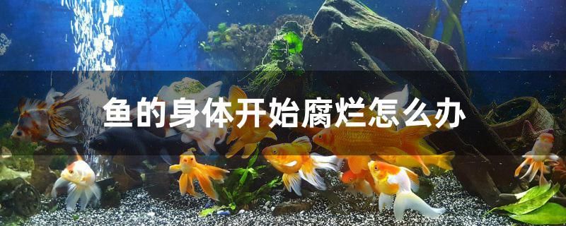 魚的身體開始腐爛怎么辦 薩伊藍(lán)魚