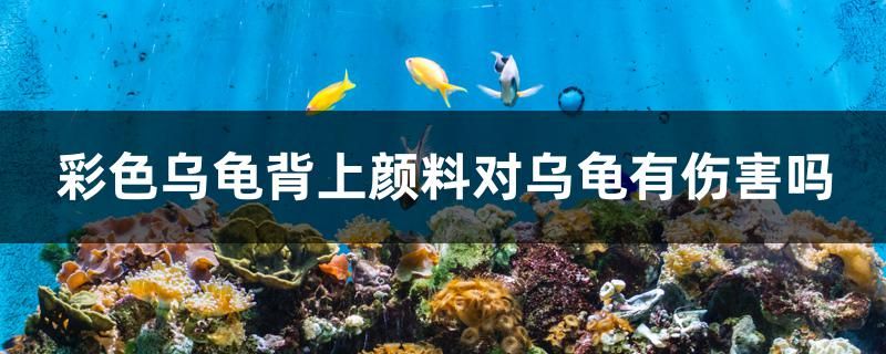 彩色烏龜背上顏料對烏龜有傷害嗎