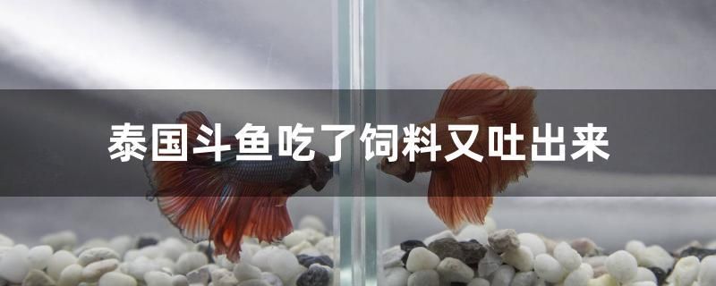 泰國斗魚吃了飼料又吐出來 祥龍水族濾材/器材