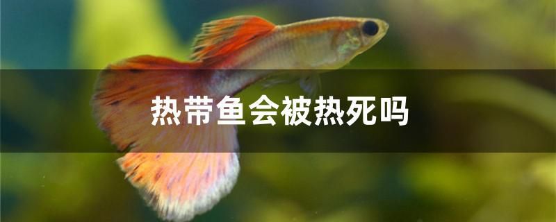 熱帶魚會被熱死嗎