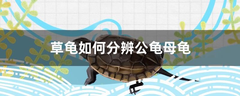 草龜如何分辨公龜母龜 水族品牌