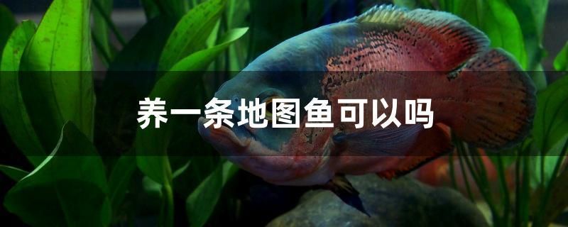 生態(tài)魚缸簡(jiǎn)單造景圖（生態(tài)魚缸效果圖） 觀賞魚