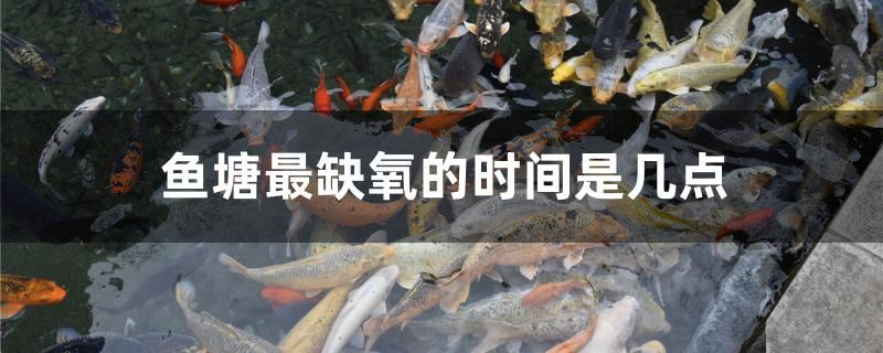 魚塘最缺氧的時間是幾點(diǎn) 野彩魚