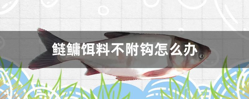 鰱鳙餌料不附鉤怎么辦 元寶鳳凰魚