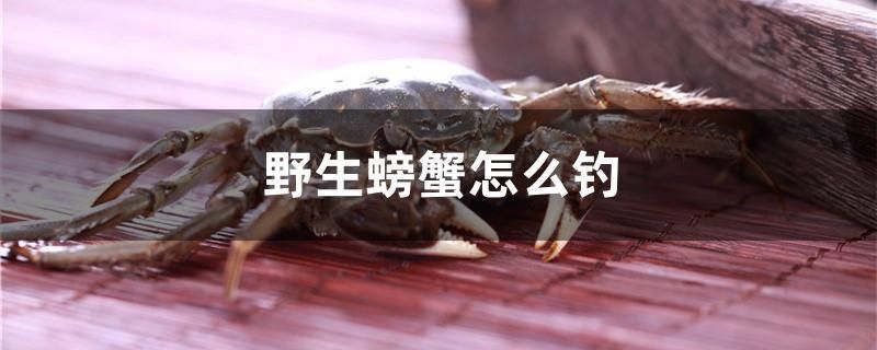 野生螃蟹怎么釣 伊巴卡魚