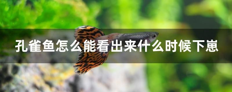 孔雀魚(yú)怎么能看出來(lái)什么時(shí)候下崽 黑白雙星魚(yú)